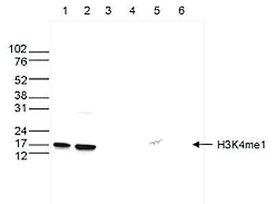 Western Blot: Histone H3 [Methyl Lys4] Antibody [NBP2-59188] - Western blot was performed on whole cell (25 ug, lane 1) and histone extracts (15 ug, lane 2) from HeLa cells, and on 1 ug of recombinant histone H2A, H2B, H3 and H4 (lane 3, 4, 5 and 6, respectively) using the antibody against H3K4me1 . The antibody was diluted 1:500 in TBS-Tween containing 5% skimmed milk. Observed molecular weight is ~16 kDa.